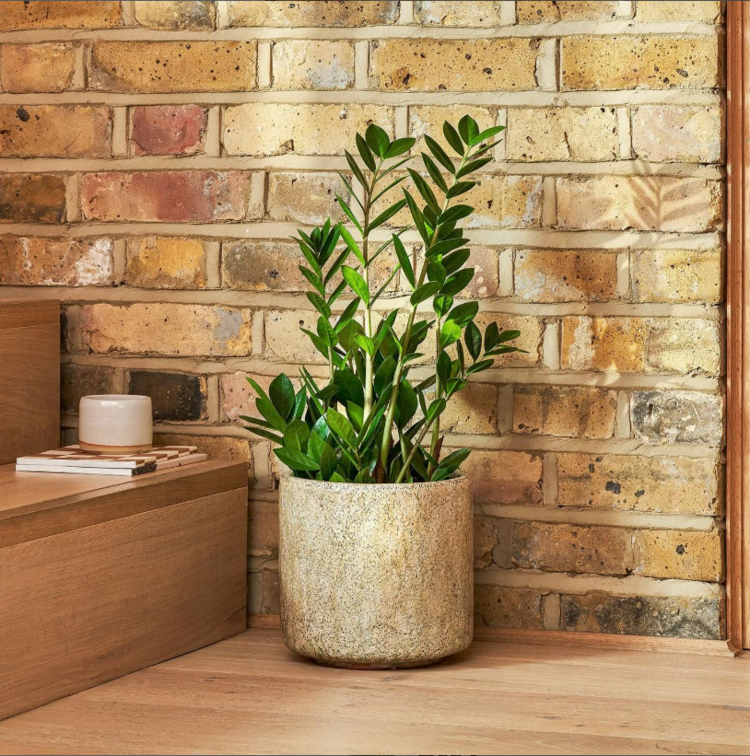Zamia Zamioculcas (Zeze Çiçeği) XL 70-80cm