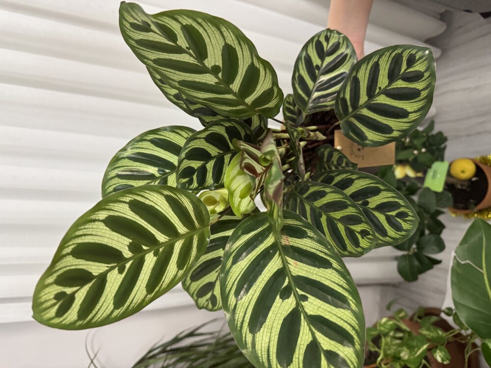  2’li Calathea Seti: Orbifolia & Makoyana