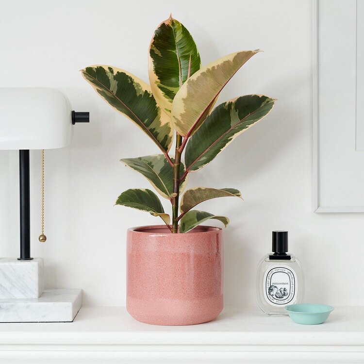 Ficus Elastica Tıneke 25-35cm
