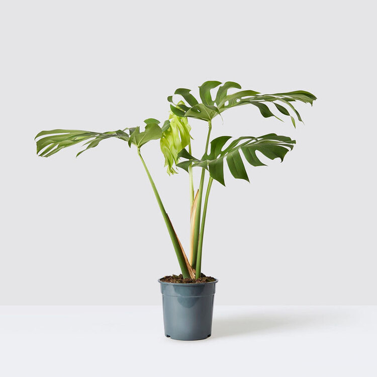 Monstera Deliciosa - Deve Tabanı 50-60cm