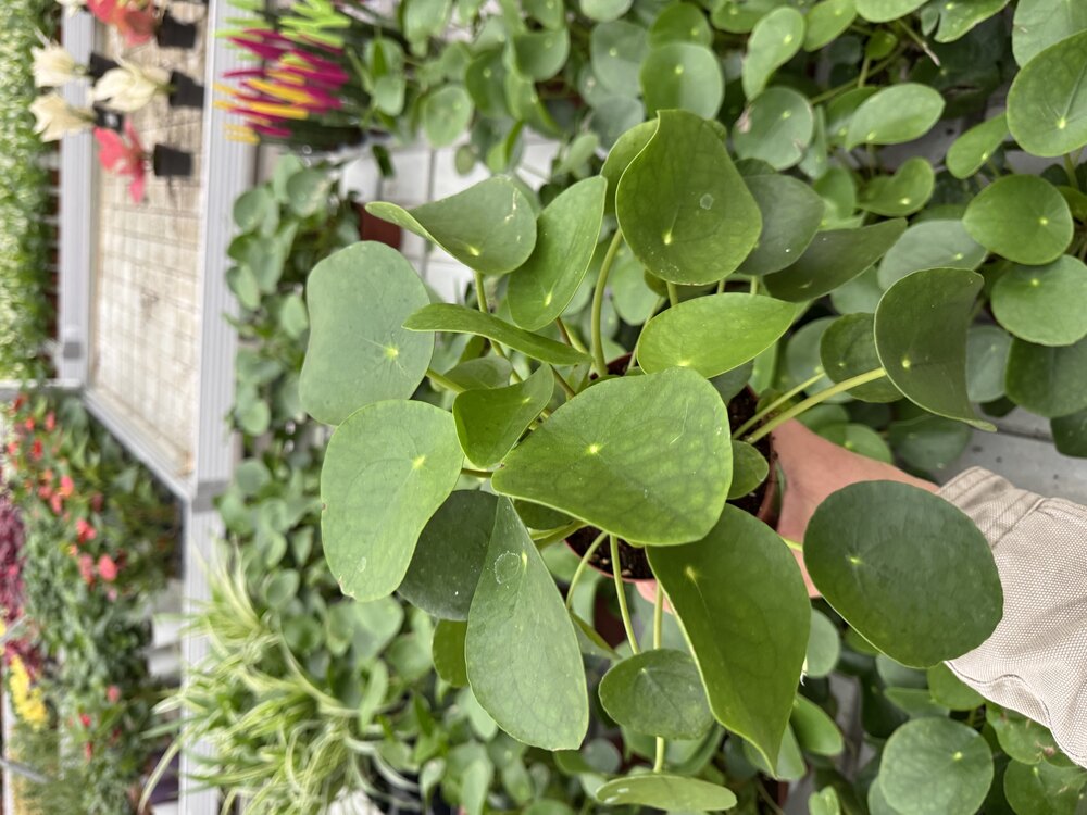 Pile Peperomioides (Çin Para Bitkisi)