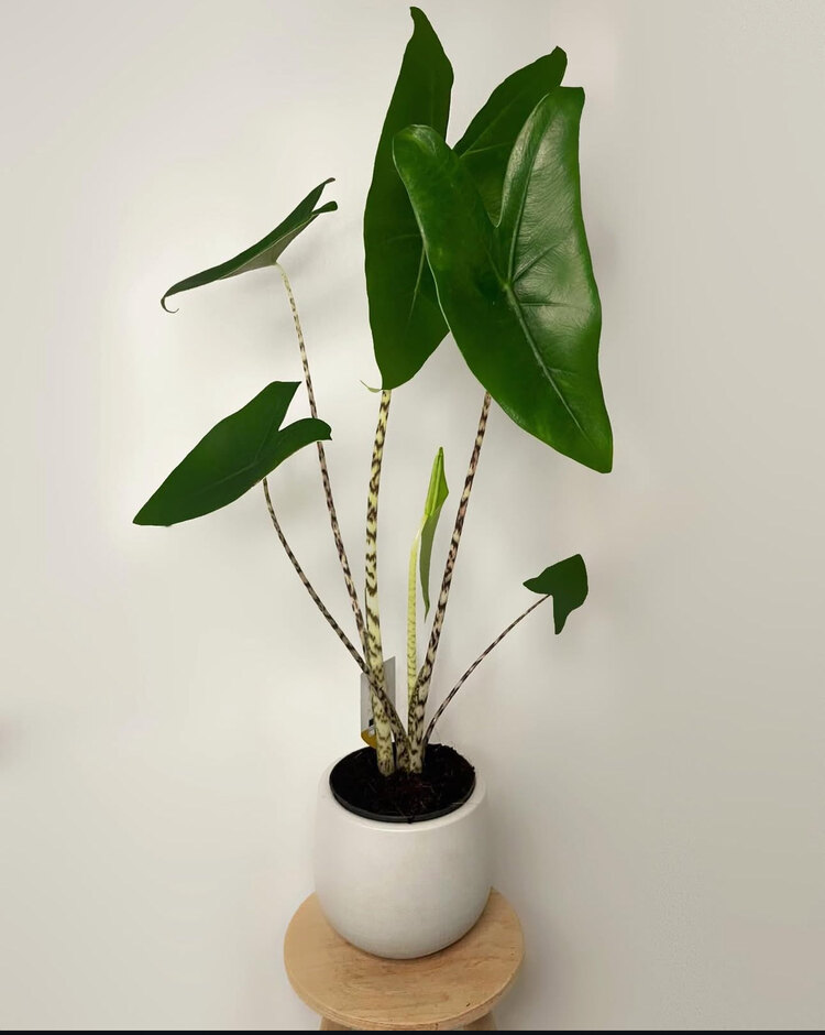 Alocasia Zebrina - Zebra Desenli Fil Kulağı 85cm