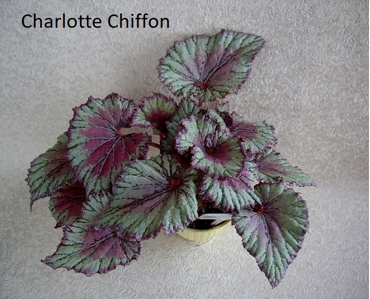 Charlotte Chiffon (K2-3-5) FİDE