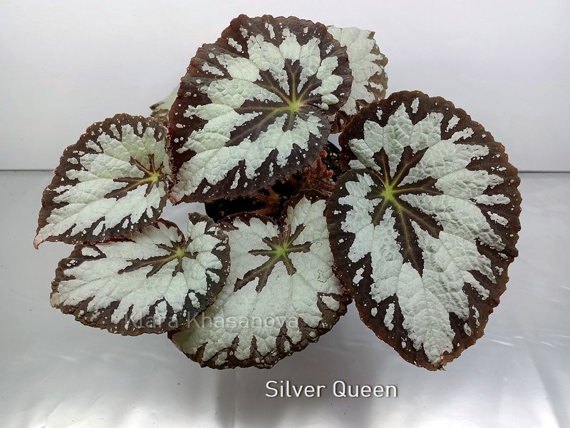 Silver Queen (K2-3) FİDE