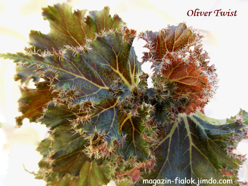 Oliver Twist (K1) FİDE
