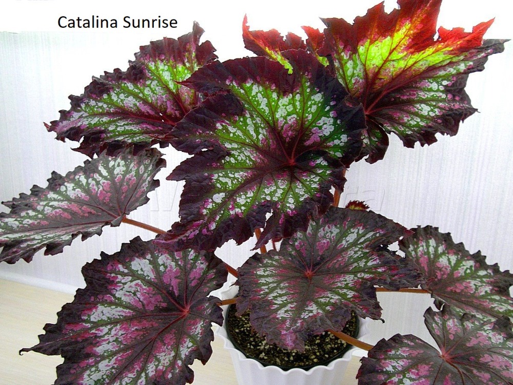 Catalina Sunrise (K2-4) FİDE