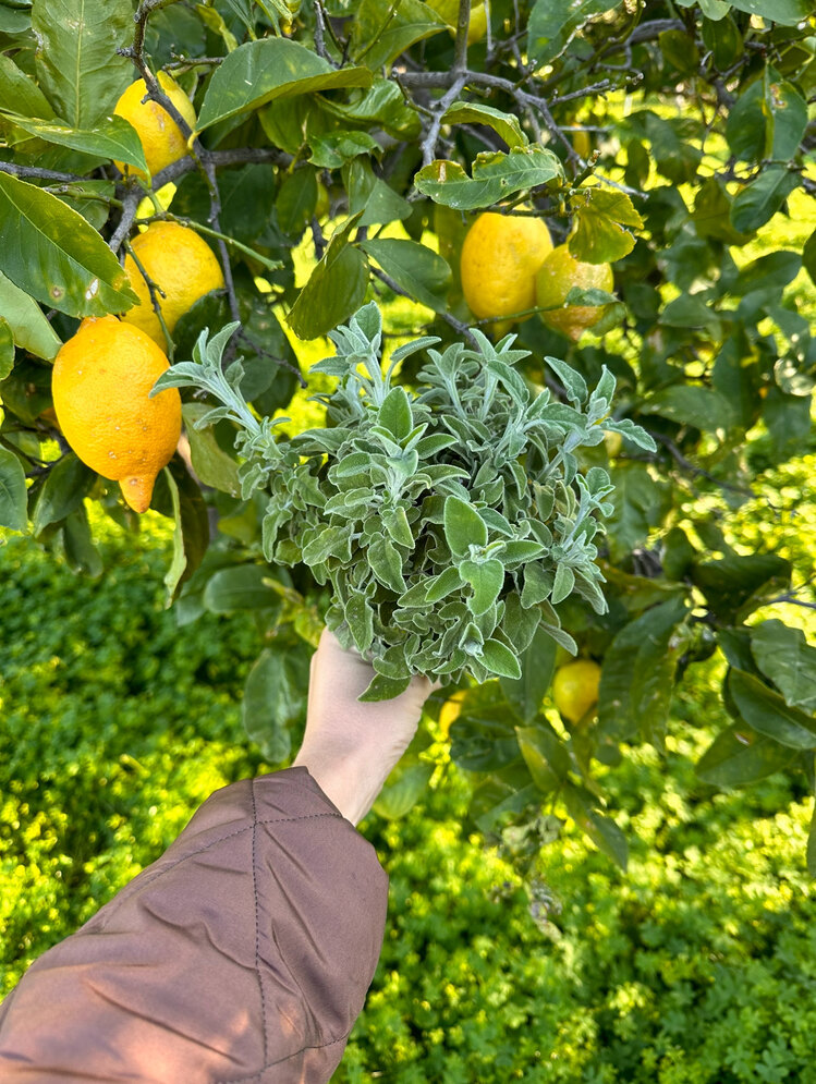 1 Demet Doğal Ada Çayı + 2 adet limon (Kış Paketi)