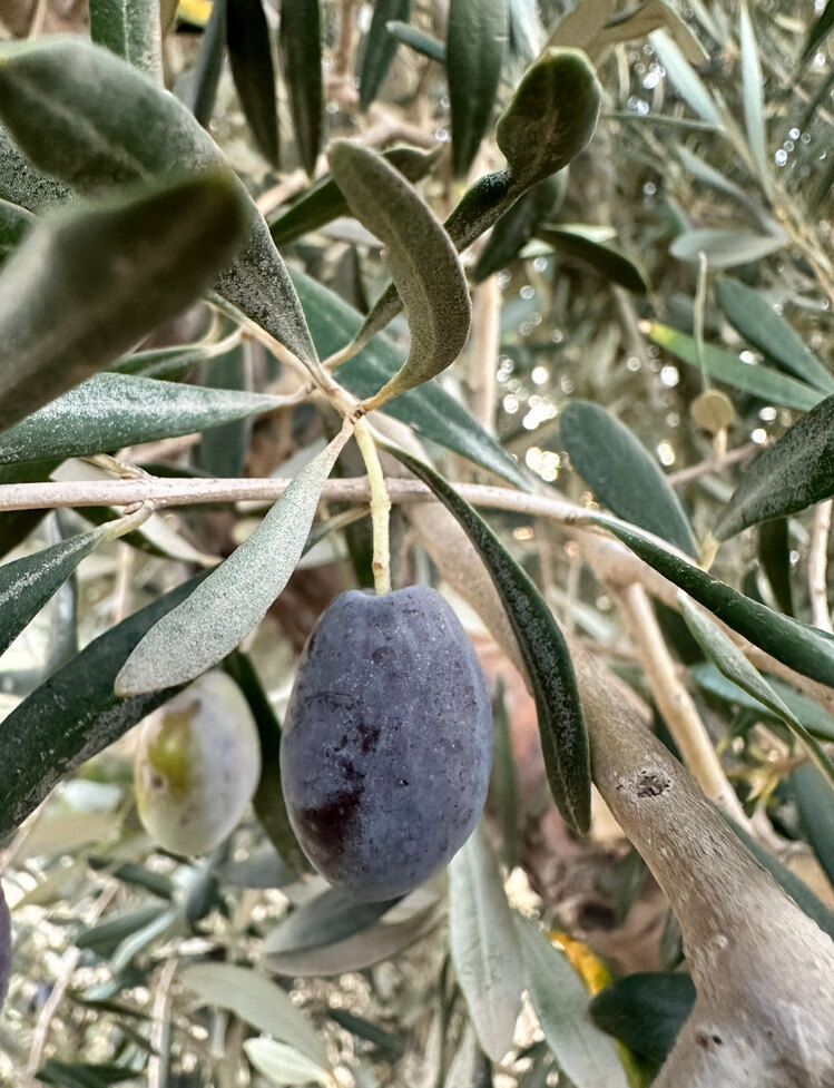 Karaburun Hurma Zeytini 1 kg