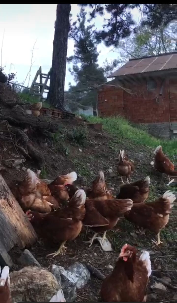 1 Adet Kesilmiş Köy Tavuğu Tadında Gezen Tavuk