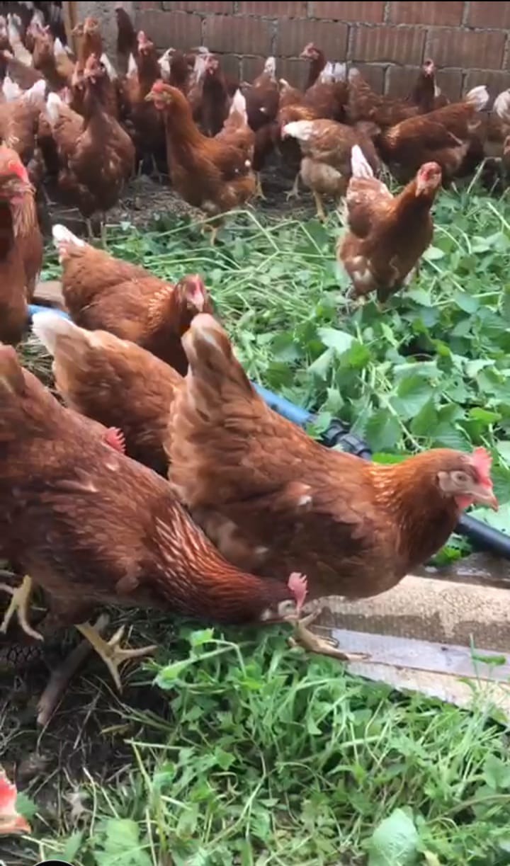 1 Adet Kesilmiş Köy Tavuğu Tadında Gezen Tavuk