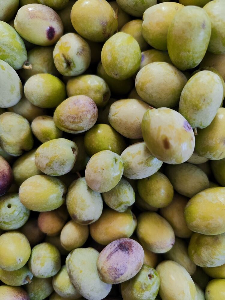Organik zeytin - işlenmemiş
