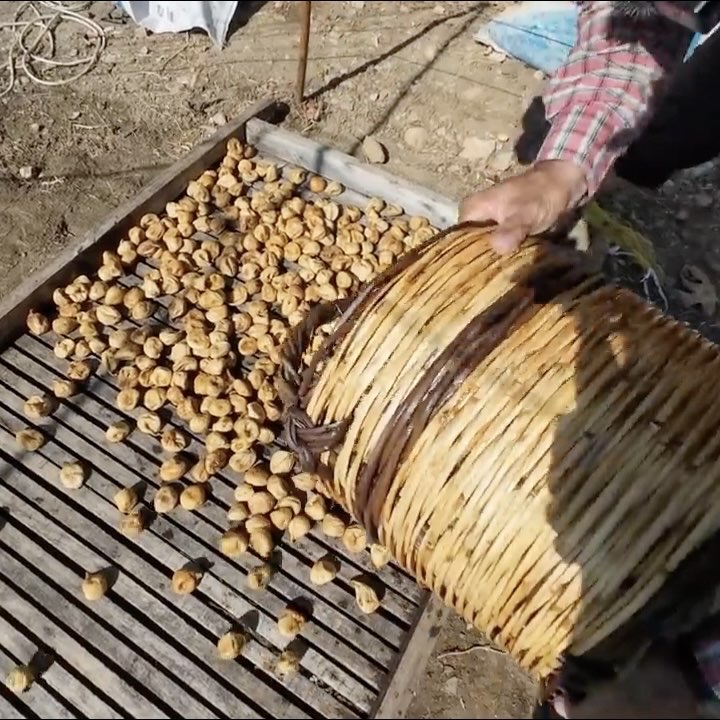 Orta boy 1 kg doğal bandırılmış dağ inciri