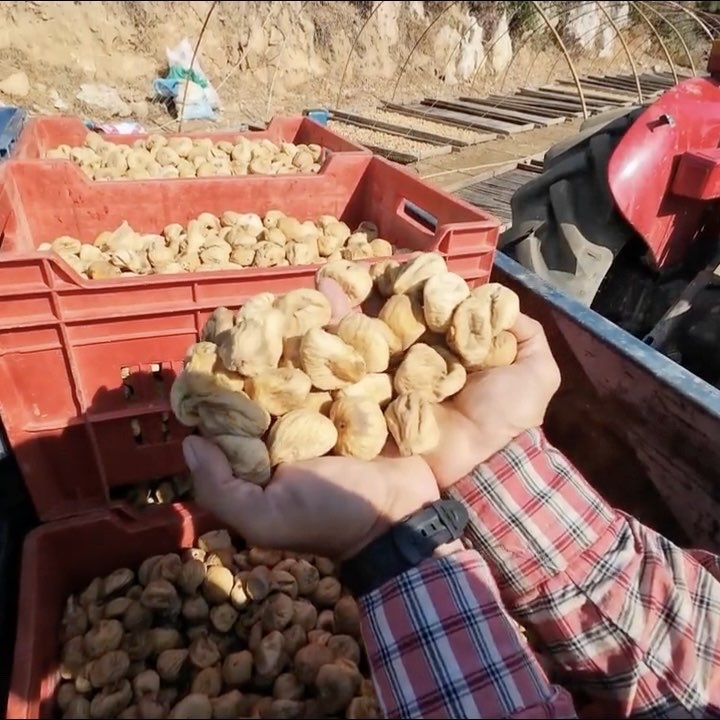 Orta boy 1 kg doğal bandırılmış dağ inciri