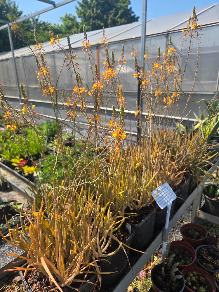 BULBİNE / Bulbine frutescens