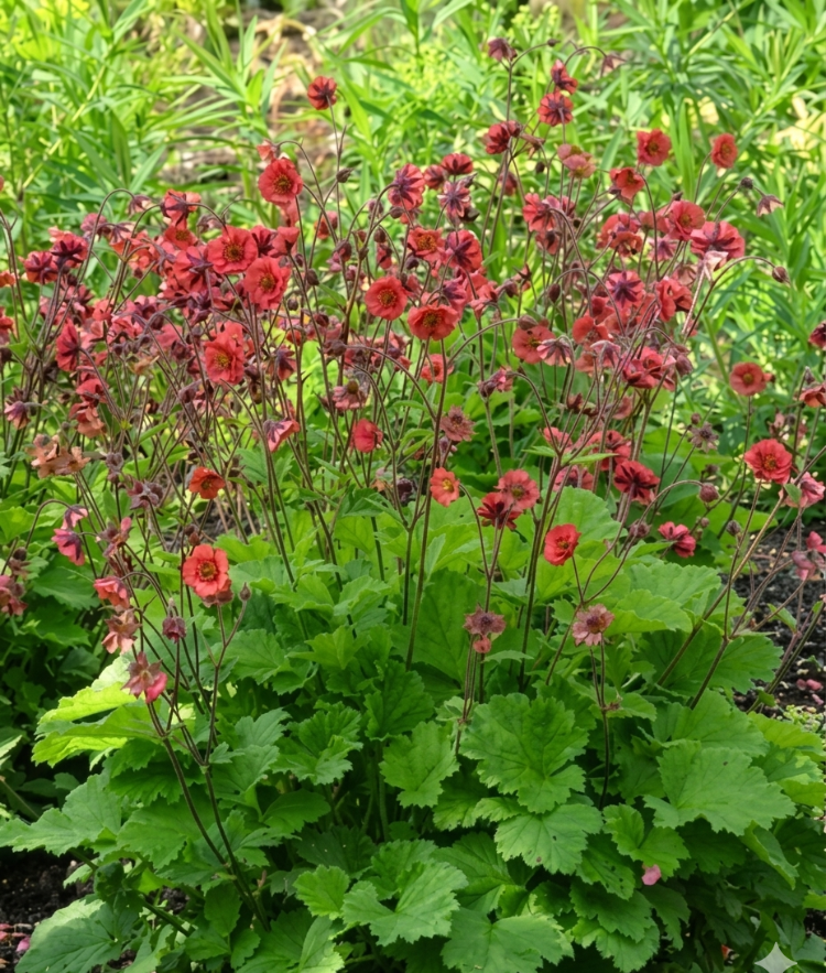 CEYUM ‘kırmızı ejder’ / Geum chiolense ‘Red Dragon’