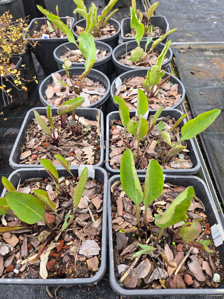 DEV GÜNEŞ SAPKASI – DEV RADBEKYA / Rudbeckia maxima