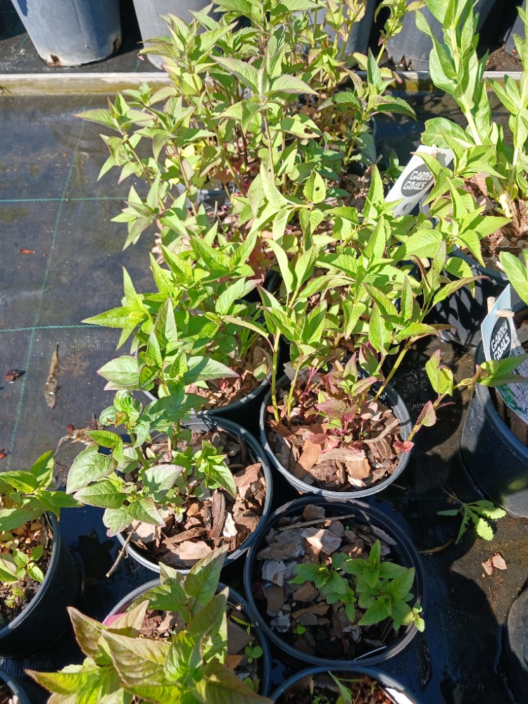 MONARDA ‘mutlu arı’ / Monarda ‘Bee Happy’