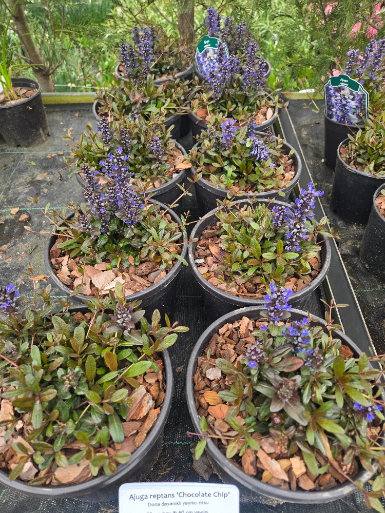 AJUKA ‘çikolata’ / Ajuga reptans ‘Choclate Chip’