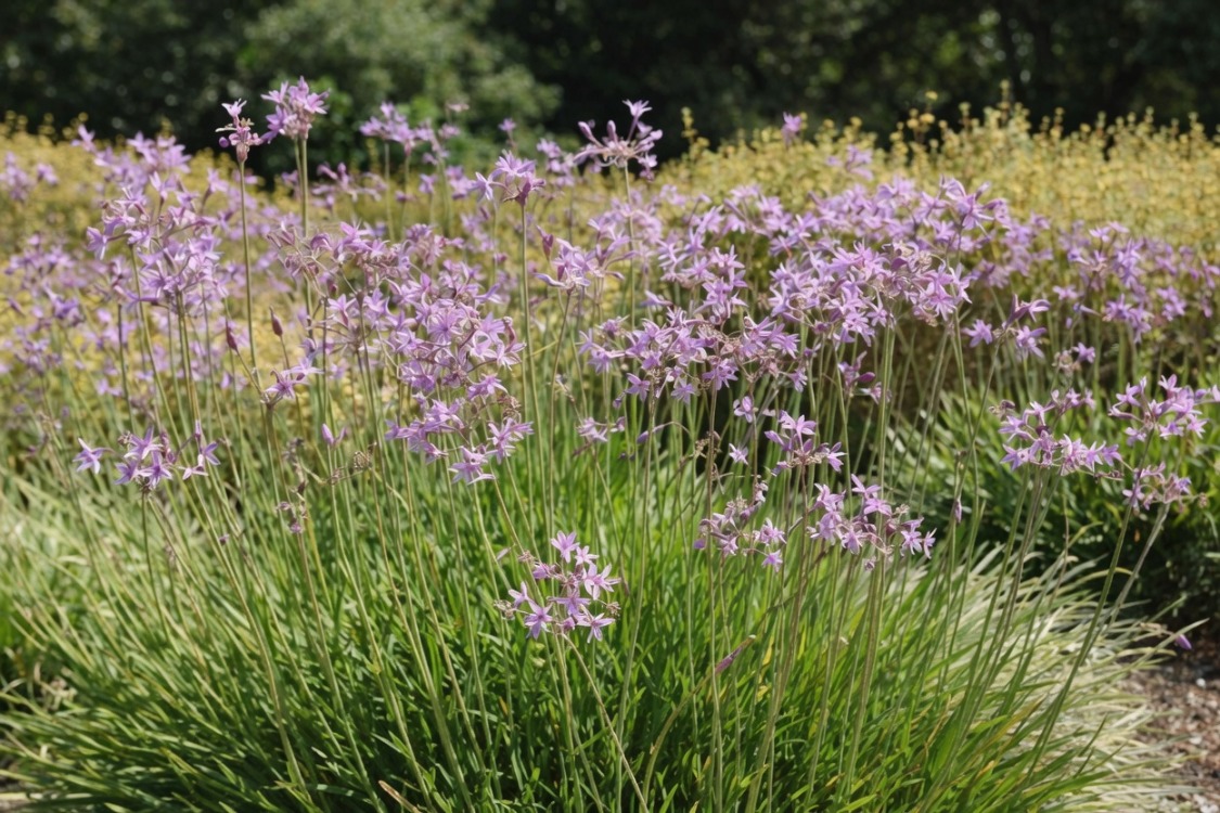 SOSYETE SARIMSAĞI / Thulbagia violacea