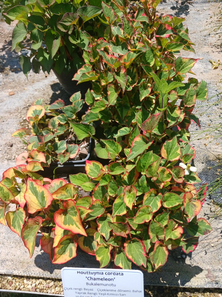 Hötünya ‘bukalemun’ / Houttuynia cordata ‘Chameleon’