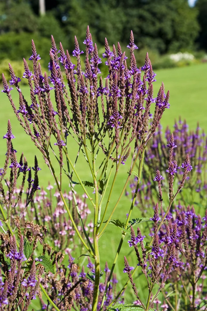 ISLAK VERBENA – ISLAK MİNE / Verbena hastata