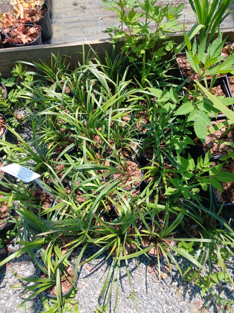 ZAMBAK SAZI - LİRYOP / Liriope muscari
