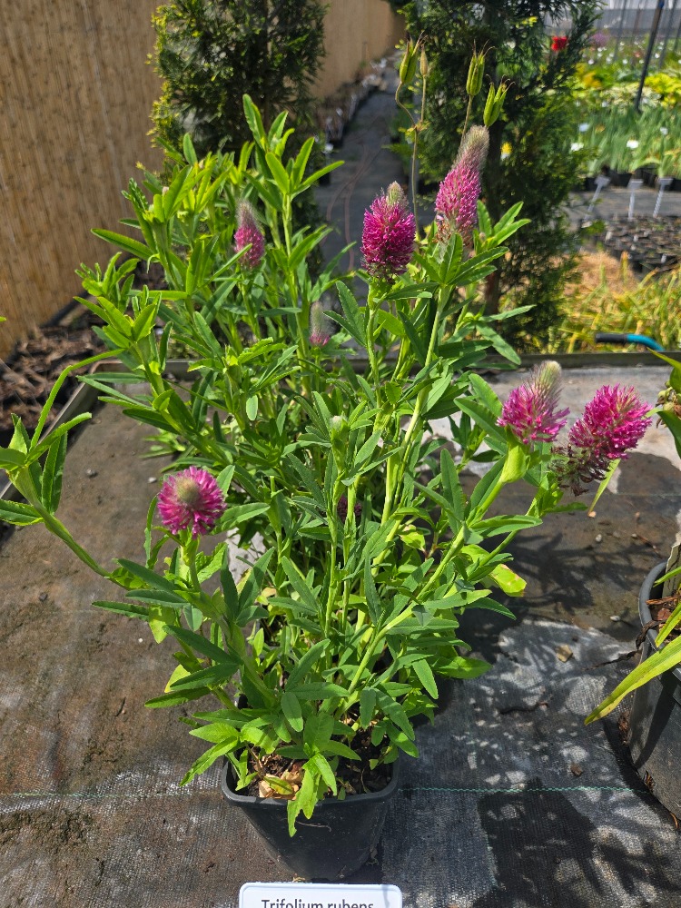 KONİK PEMBE YONCA / Trifolium rubens / *Türkiye Bitkisi