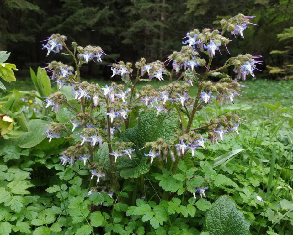 ORMAN HODANI / Trachystemon orientalis / *Türkiye Bitkisi