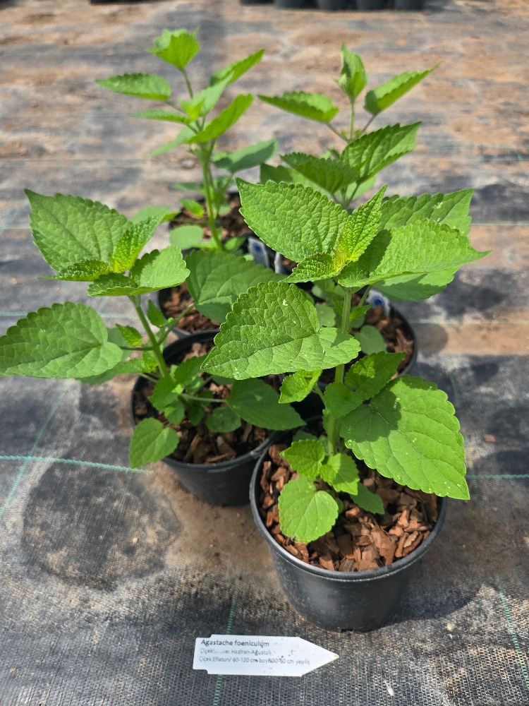 KURAKÇIL AGASTAŞ / Agastache foeniculum