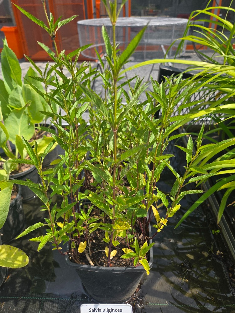 MAVİ BONCUK SALVİYA / Salvia ulginosa