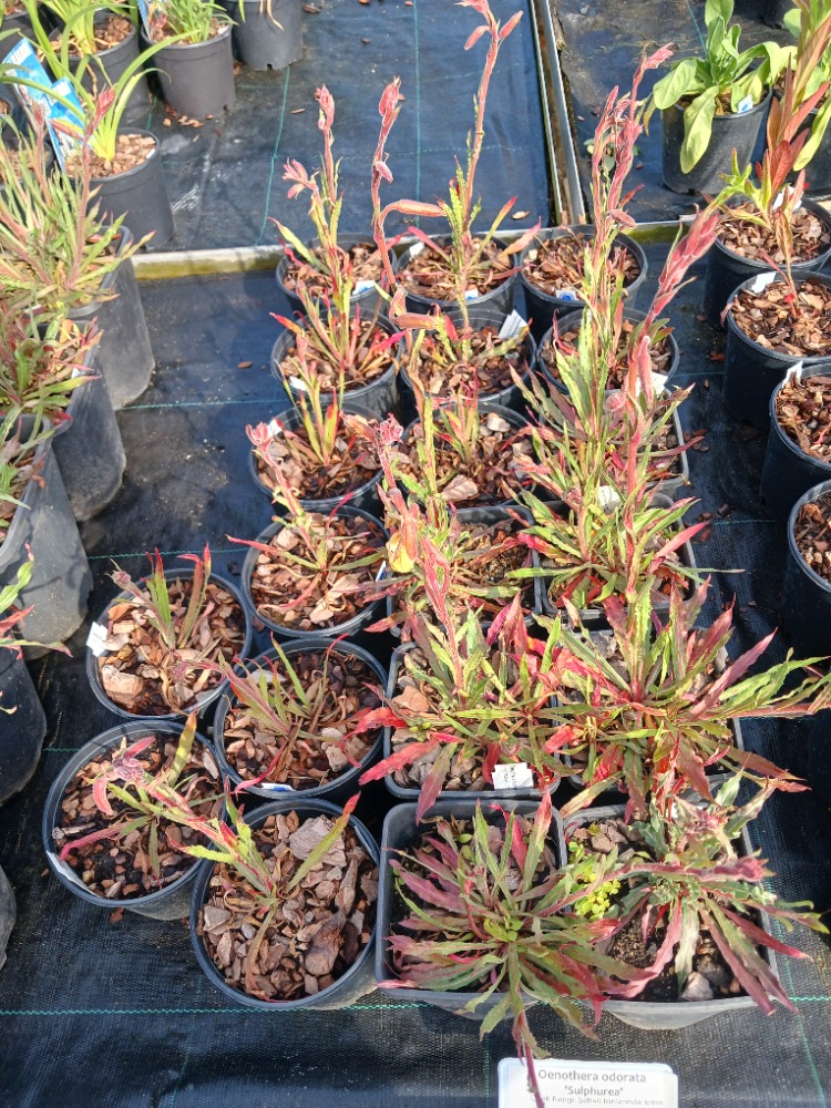 SÜLFÜR EZAN ÇİÇEĞİ -  Oenothera odorata ‘Sulphurea’