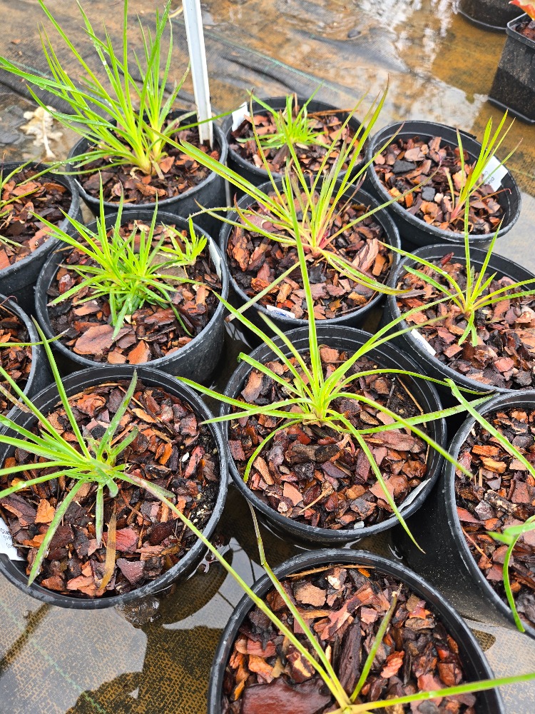 KAN KARANFİLİ / Dianthus cruentus / *Türkiye Bitkisi