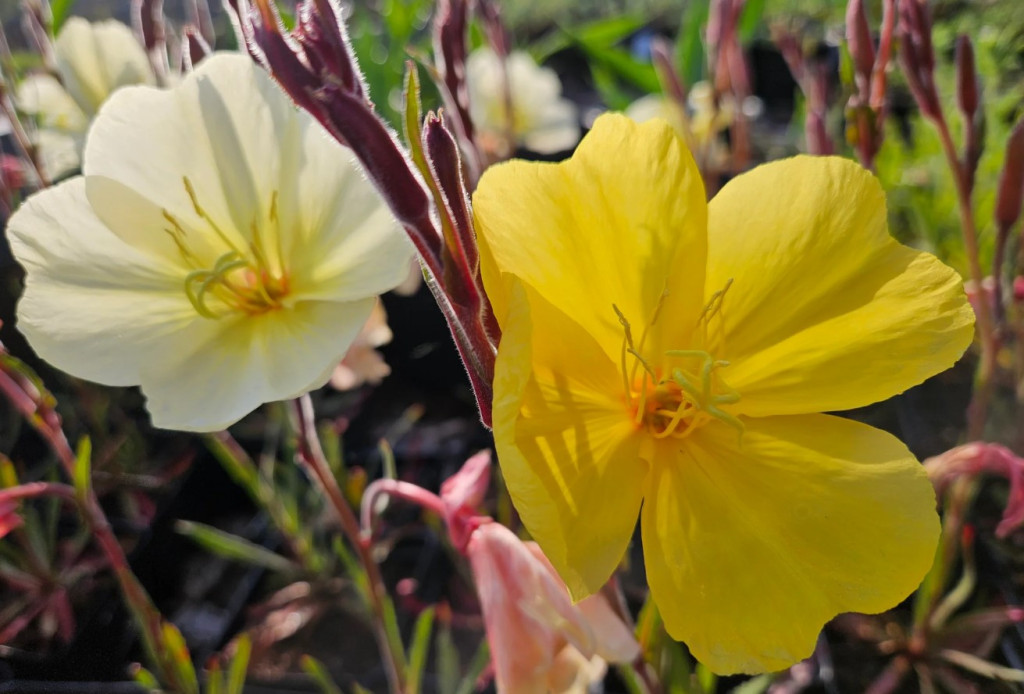 SÜLFÜR EZAN ÇİÇEĞİ -  Oenothera odorata ‘Sulphurea’