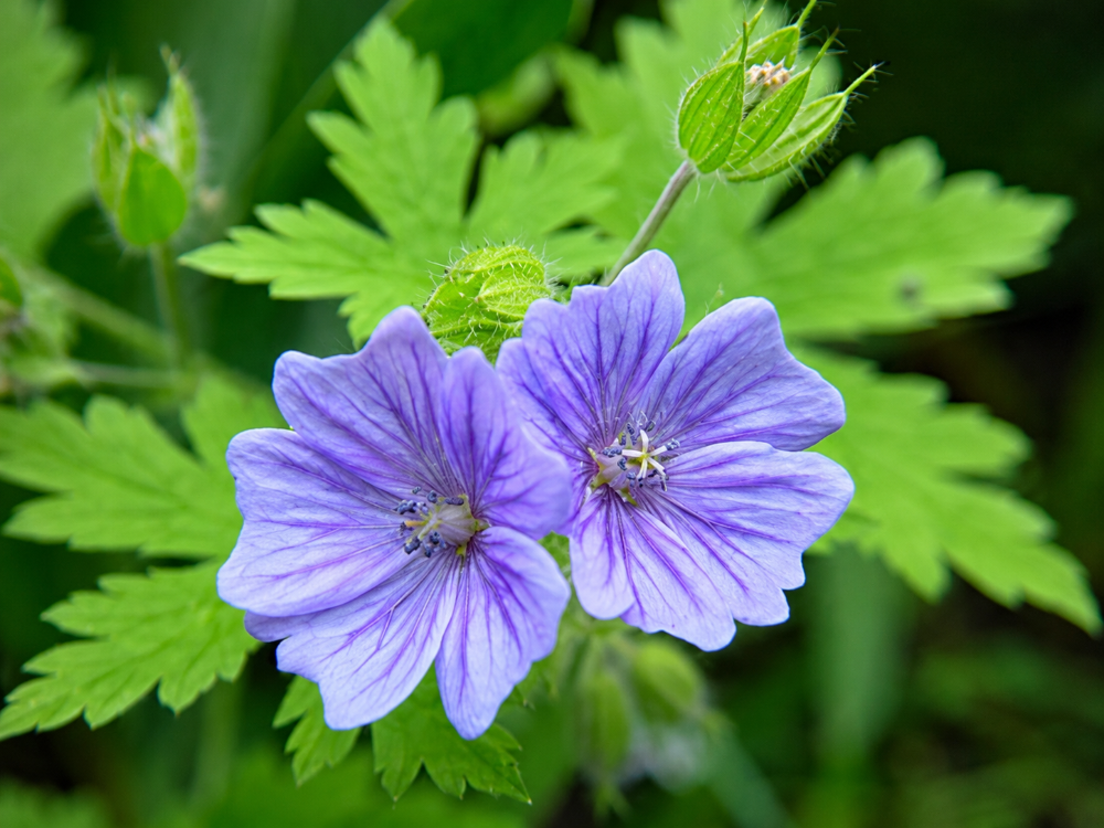 TURNA GAGASI - CERENYUM ‘orkide mavisi’ / Geranium bohemicum ‘Orchid Blue’