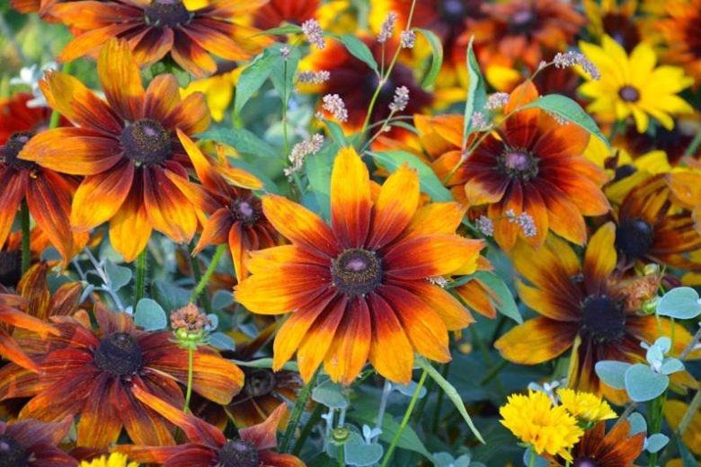 KURAKÇIL RADBEKYA (Güneş Şapkası) ‘sonbahar renkleri’ / Rudbeckia hirta ‘Autumn Colors’