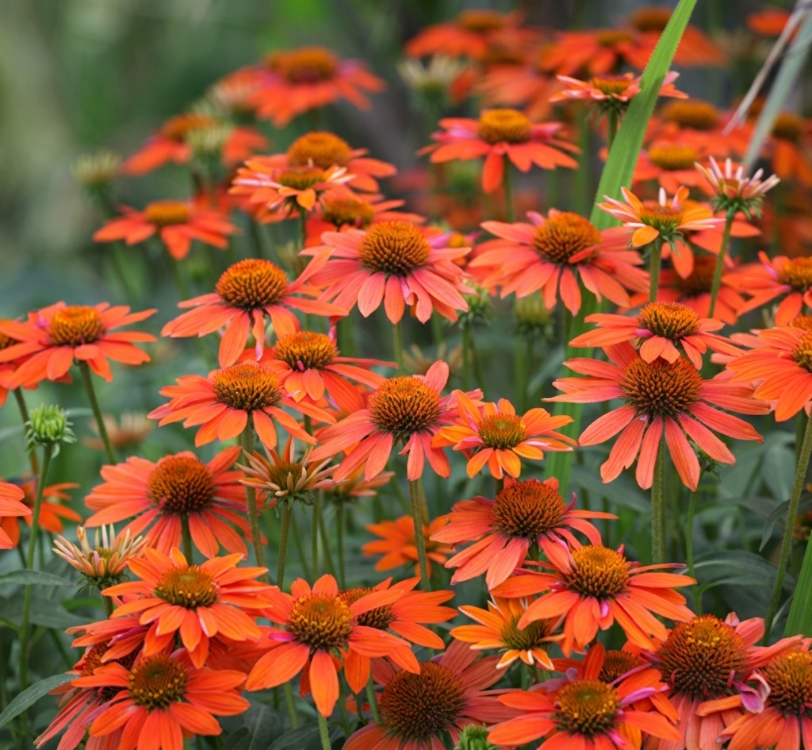 EKİNEZYA ‘lakota turuncusu’ / Echinacea purpurea ‘Lakota Orange’