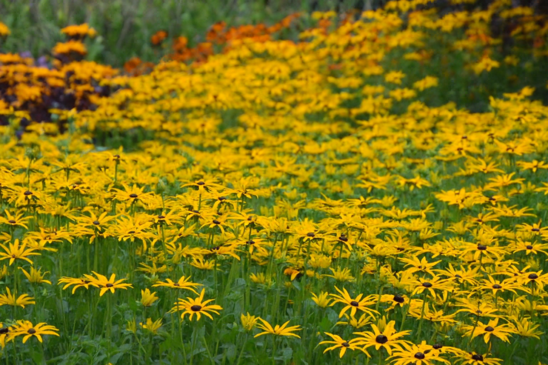 ISLAK RADBEKYA / ISLAK GÜNEŞ ŞAPKASI - Rudbeckia fulgida var. deamii