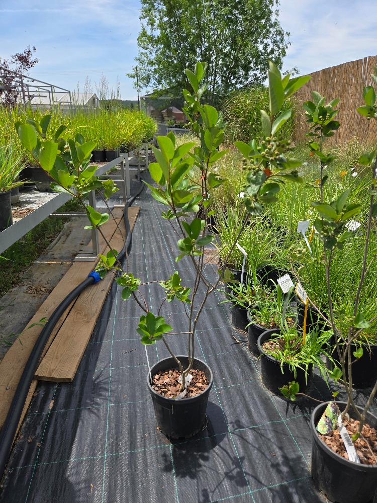 İSVEÇ YABAN MERSİNİ ‘vikink’ / Aronia melanocarpa ‘Viking’