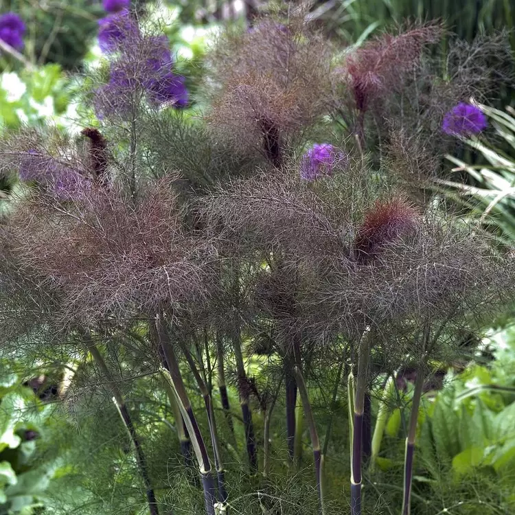 (tohum) BORDO REZENE - Foeniculum vulgare 'Purpureum'