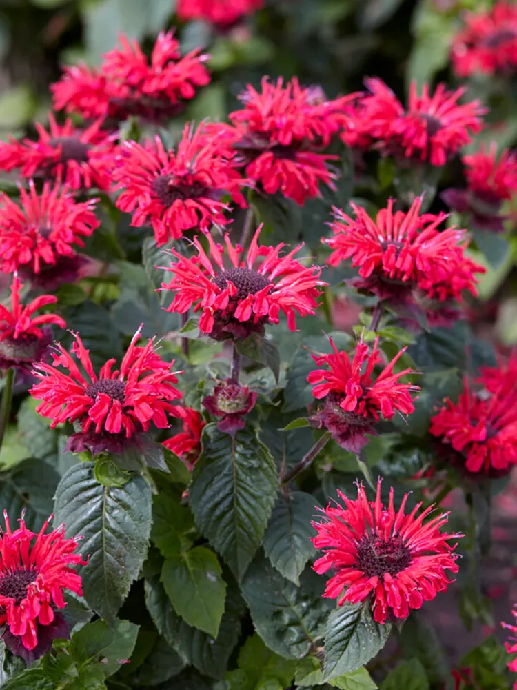 MONARDA ‘mutlu arı’ / Monarda ‘Bee Happy’