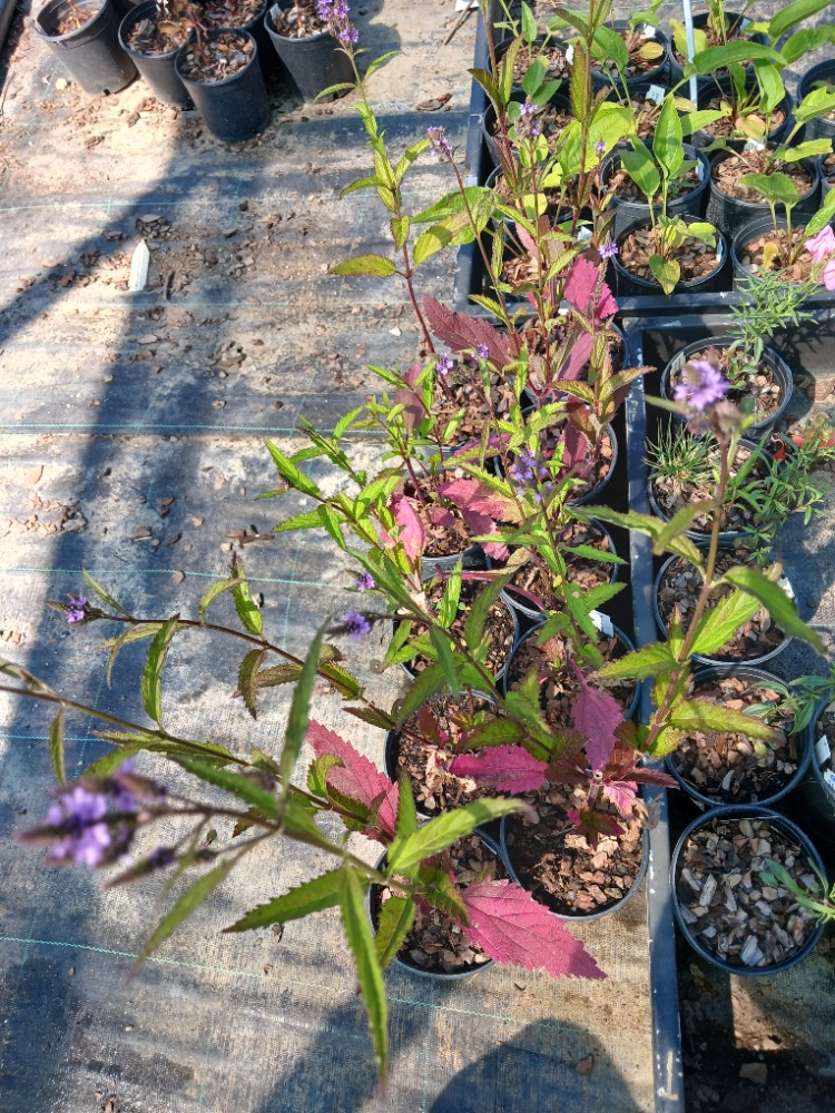 ISLAK VERBENA – ISLAK MİNE / Verbena hastata