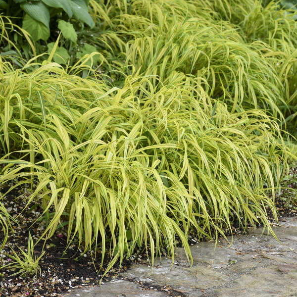 SARI ALACALI JAPON HAKONE OTU / Hakonechloa macra ‘Aureola’