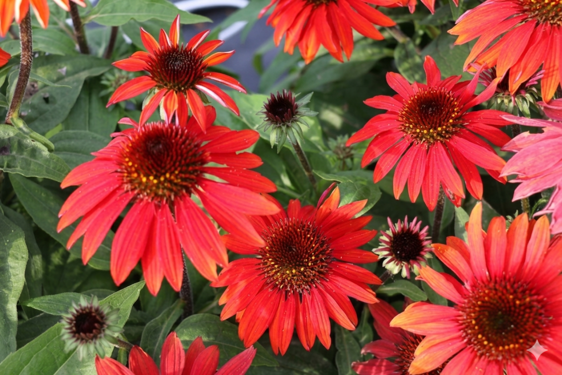 EKİNEZYA ‘sonbahar kırmızısı’ / Echinacea ‘Sombrero Sangrita’