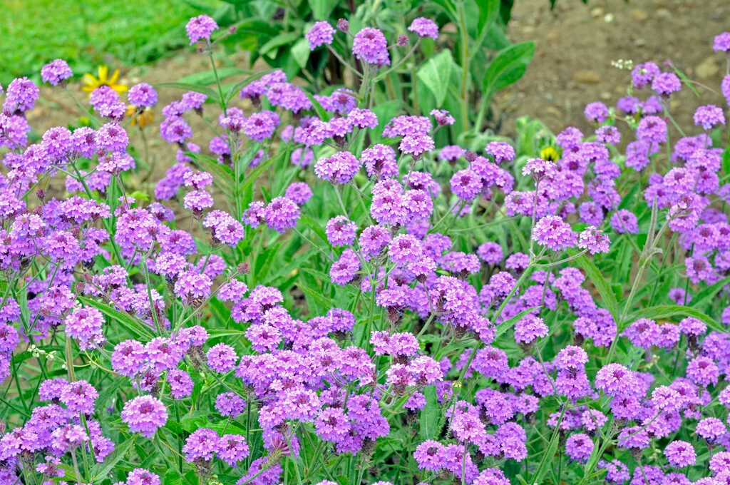 KOMPAKT VERBENA – KOMPAKT MİNE / Verbena rigida