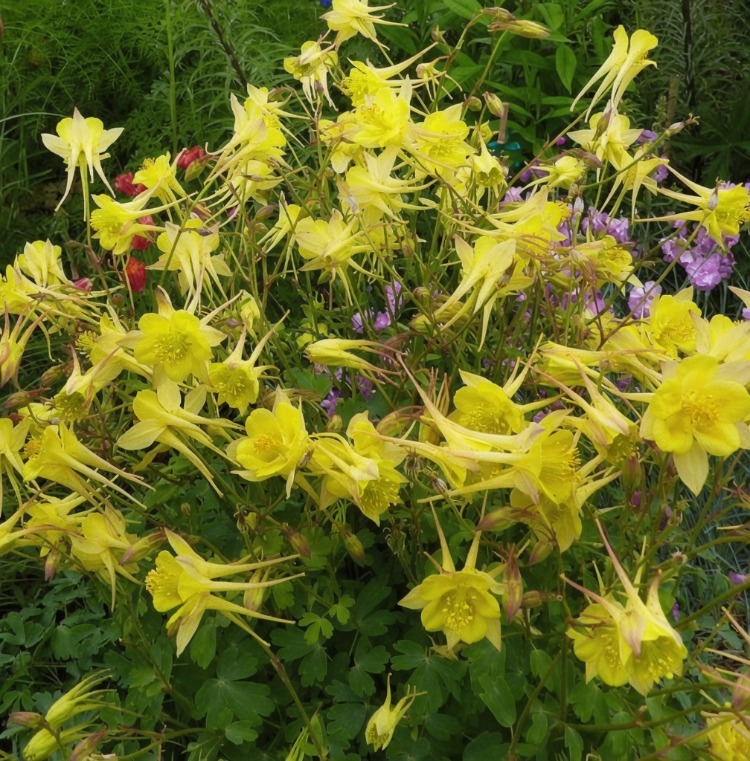 DAĞ HASEKİ KÜPESİ ‘enver altını’ / Aquilegia chrysantha ‘Denver Gold’