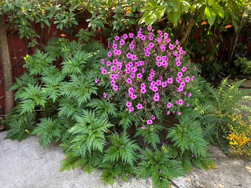 MADERYA CERENYUMU – MADERYA SARDUNYASI / Geranium maderense
