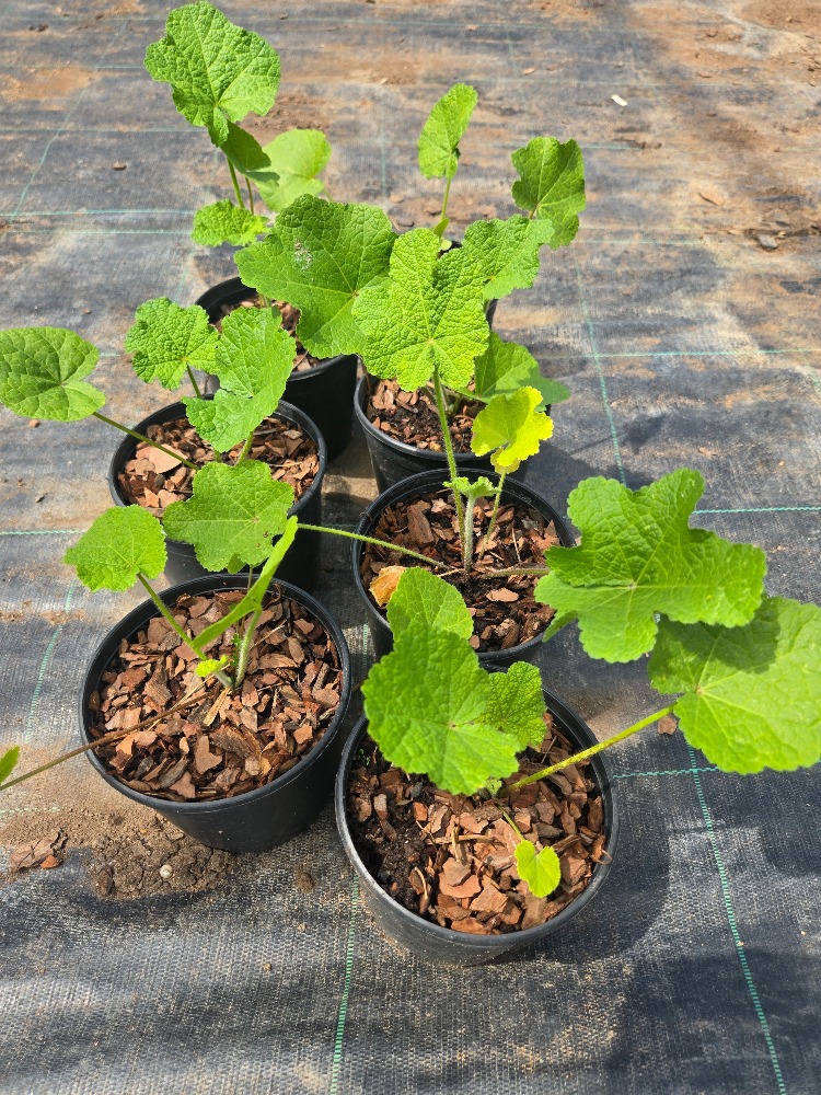 KAYISI NURLU GÜLHATMİ / Alcea rosea ‘Halo Apricot Group’