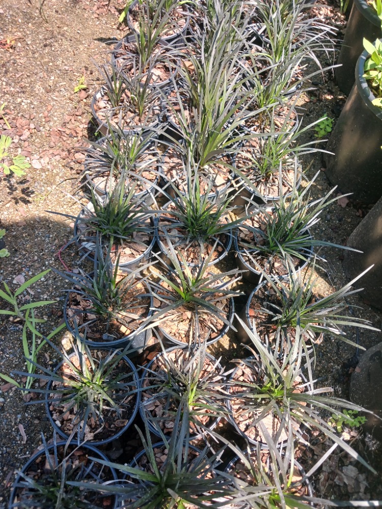 SİYAH OSMANLI ÇİMİ / Ophiopogon planiscapus nigrescens
