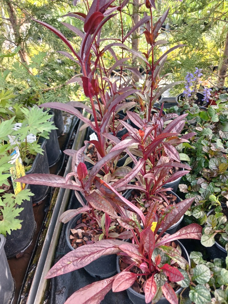 PENSTEMON ‘pokahontas’ / Penstemon ‘Pocahontas’