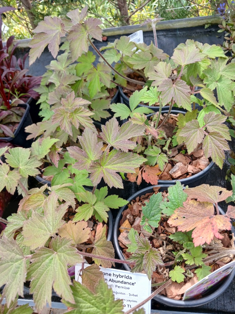 JAPON – ORMAN ANEMONU ‘has bolluk’ / Anemone hybrida ‘Hadspen Abundance’